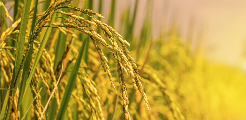 Why Natural Unpolished Indrayani Rice is the Ultimate Superfood for Your Family?