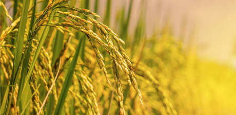 Why Natural Unpolished Indrayani Rice is the Ultimate Superfood for Your Family?