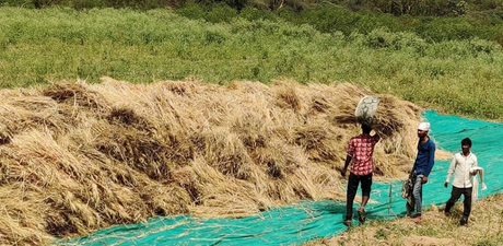 Why Your Khapli Atta Looks Different Every Batch? (And Why That’s a Sign of Purity?)