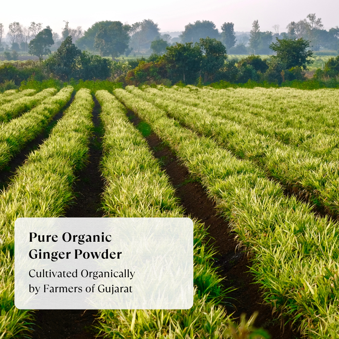 Ginger Powder - Organic