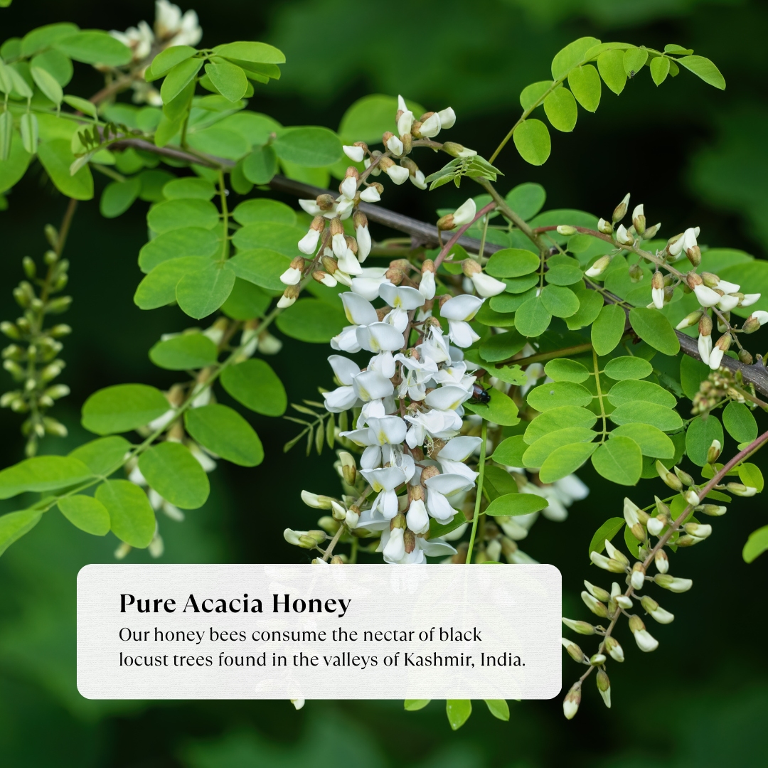 Acacia Honey - Natural